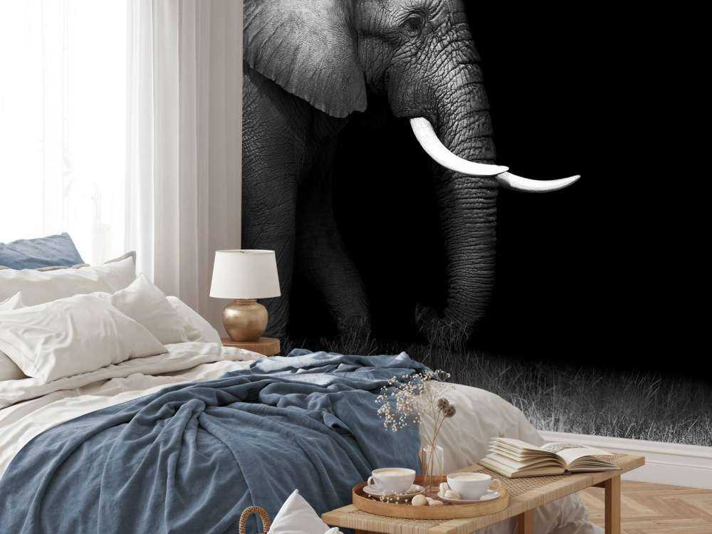 Eléphant sur herbe