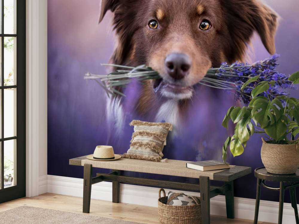 Chien à la lavande
