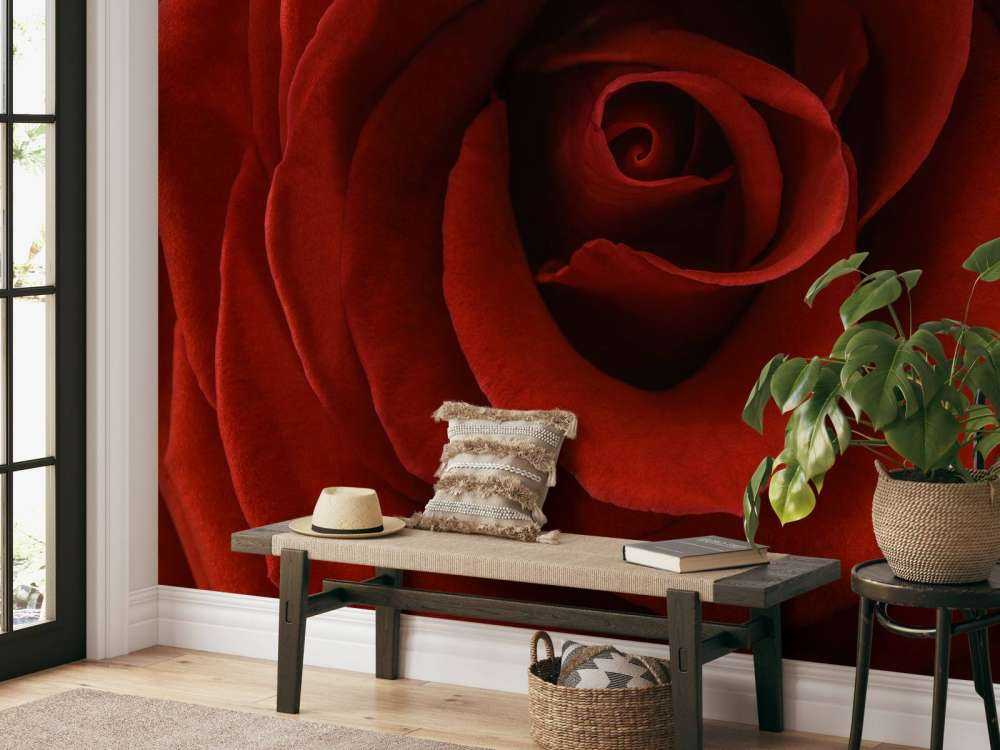 Gros plan sur la rose rouge