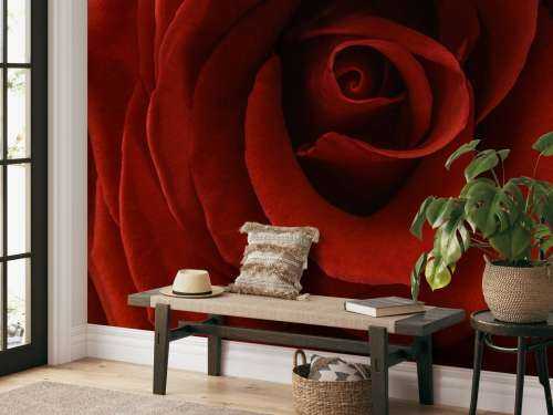 Gros plan sur la rose rouge
