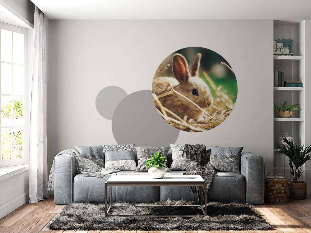 Lapin dans la paille