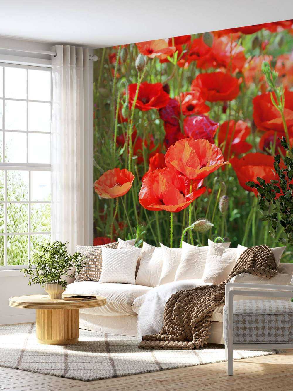 Gros plan sur des coquelicots