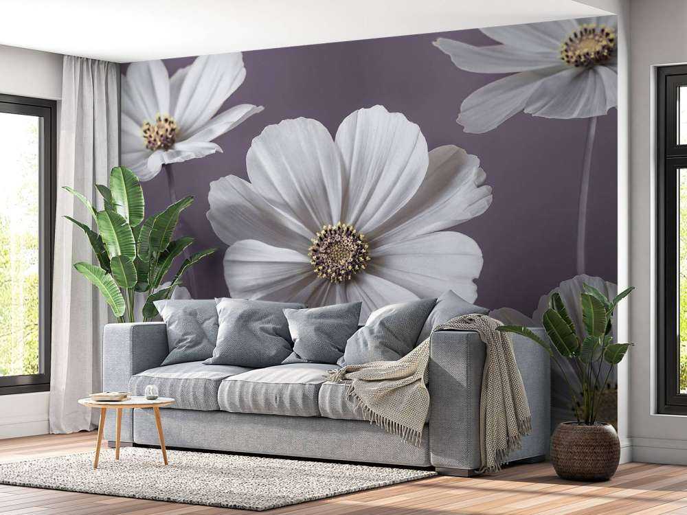 Fleurs de cosmos