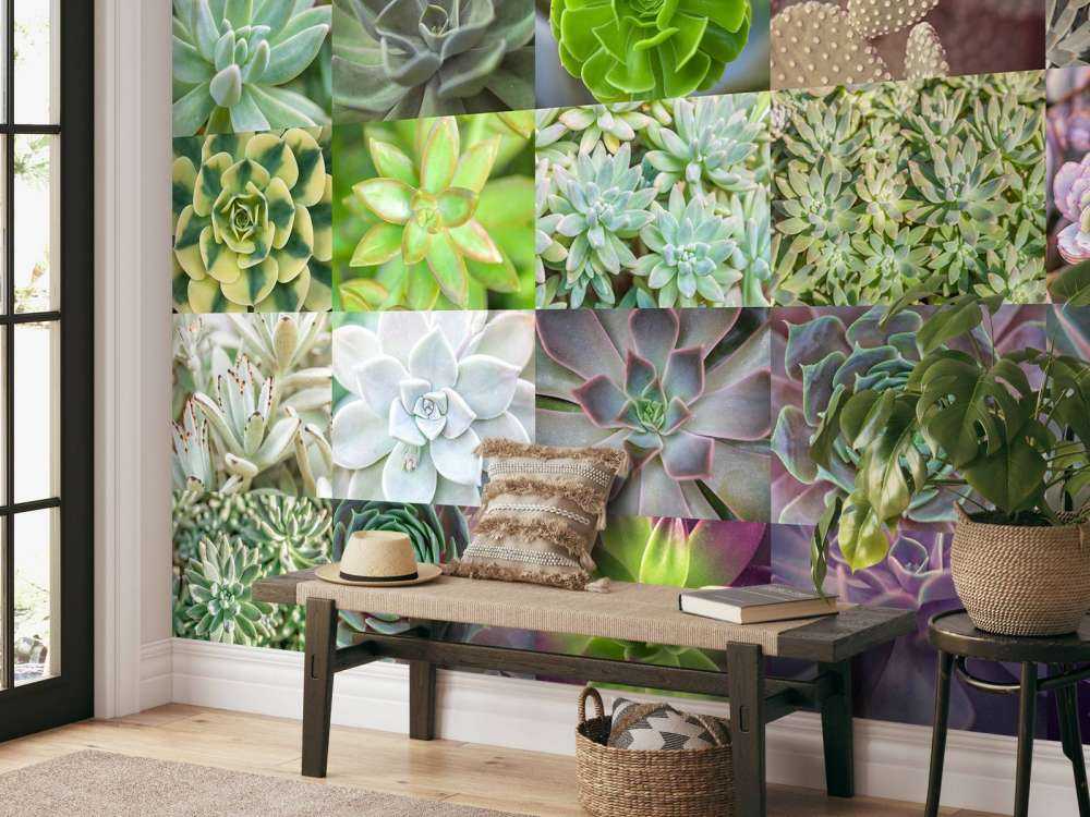 Collage de succulents