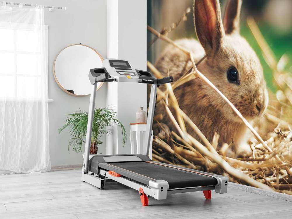 Lapin dans la paille