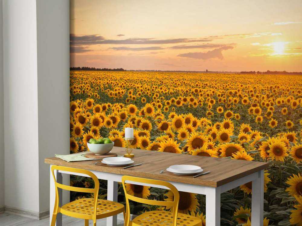 Champ de tournesol avec coucher de soleil