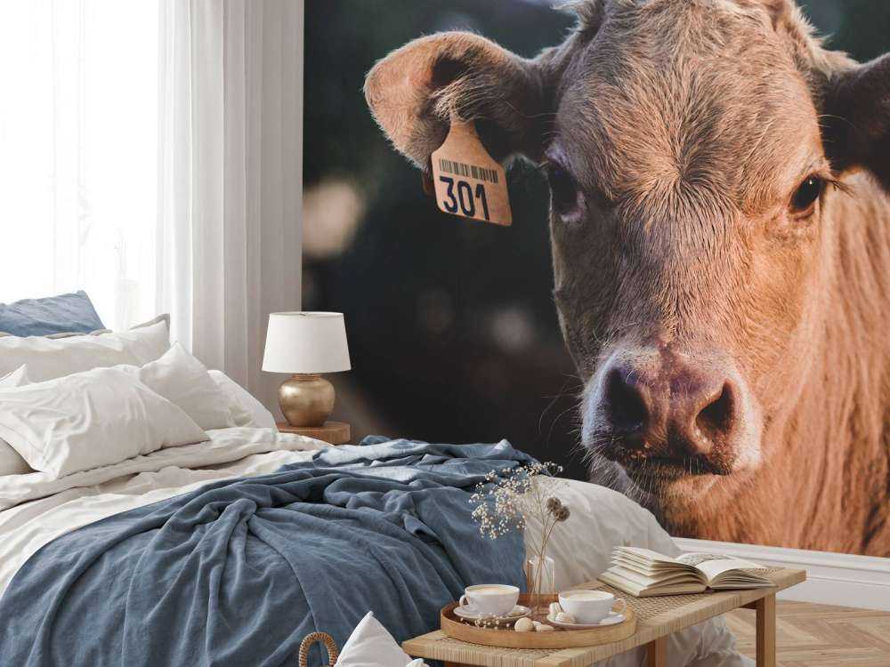 Gros plan sur la vache