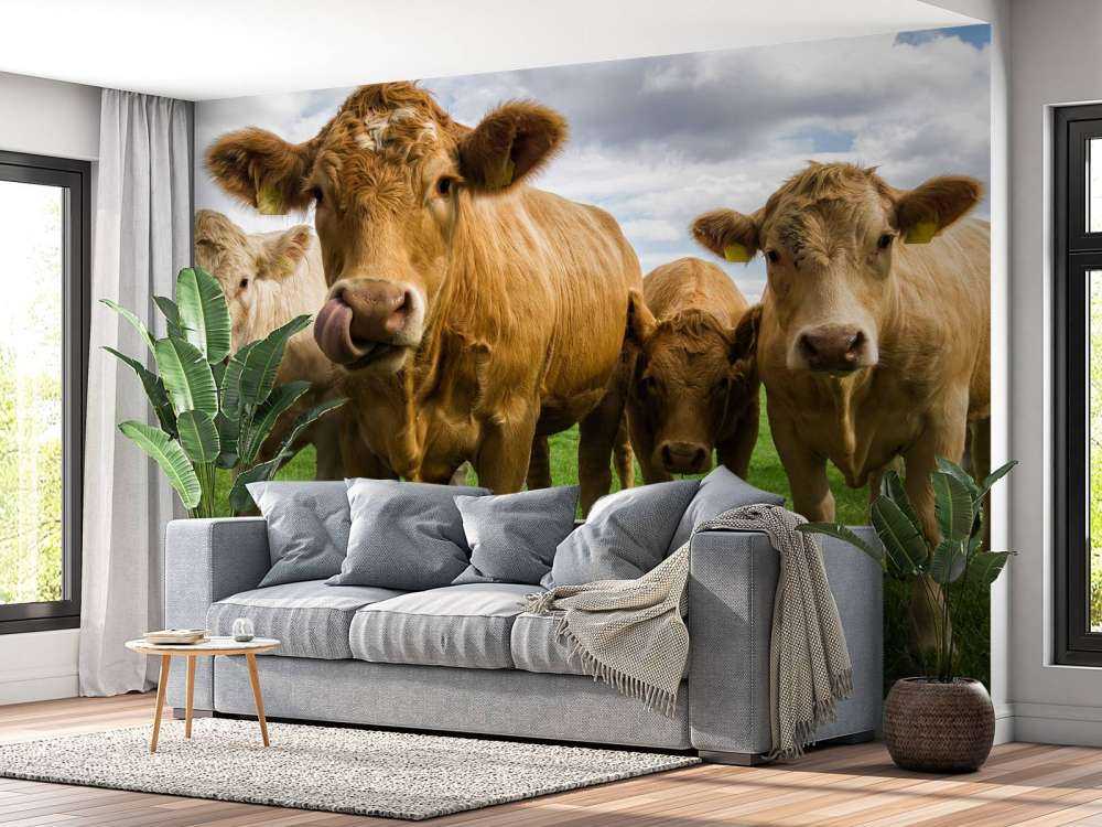 Vaches brunes