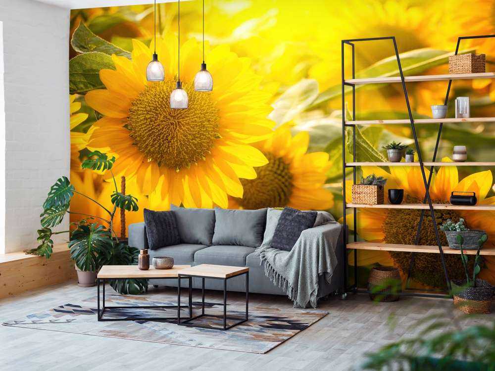 Les tournesols et le soleil