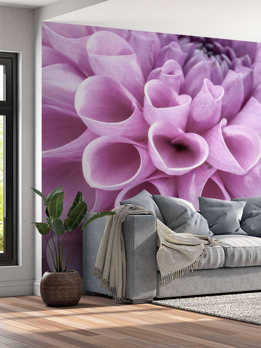 Dahlia mauve
