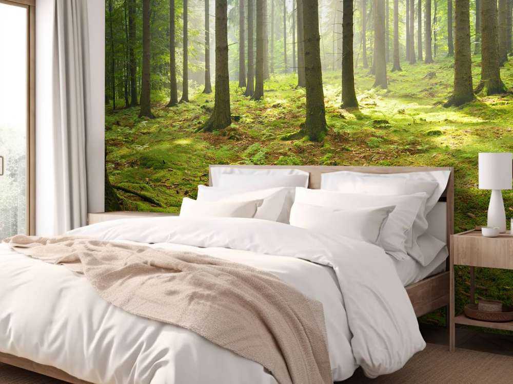Forêt d'épicéas ensoleillée
