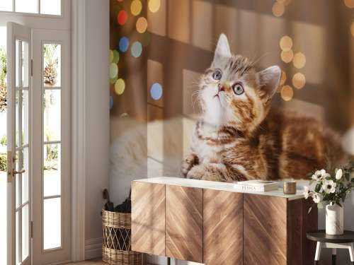 Une jolie chat