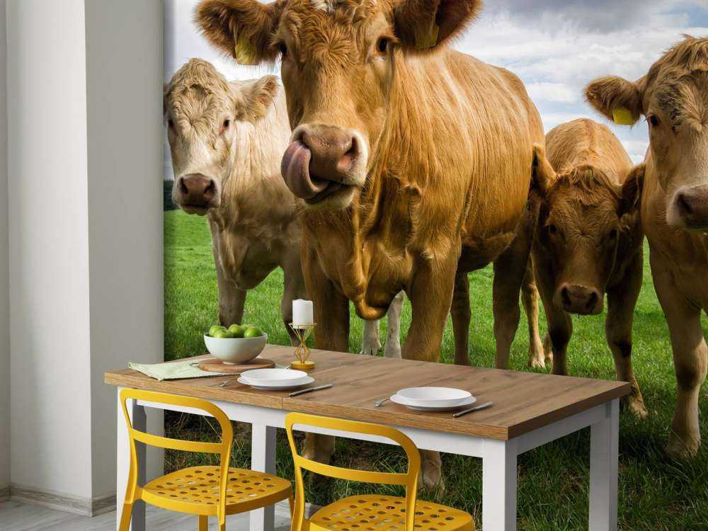 Vaches brunes