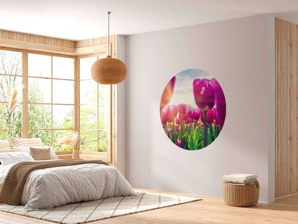 Tulipfield rose
