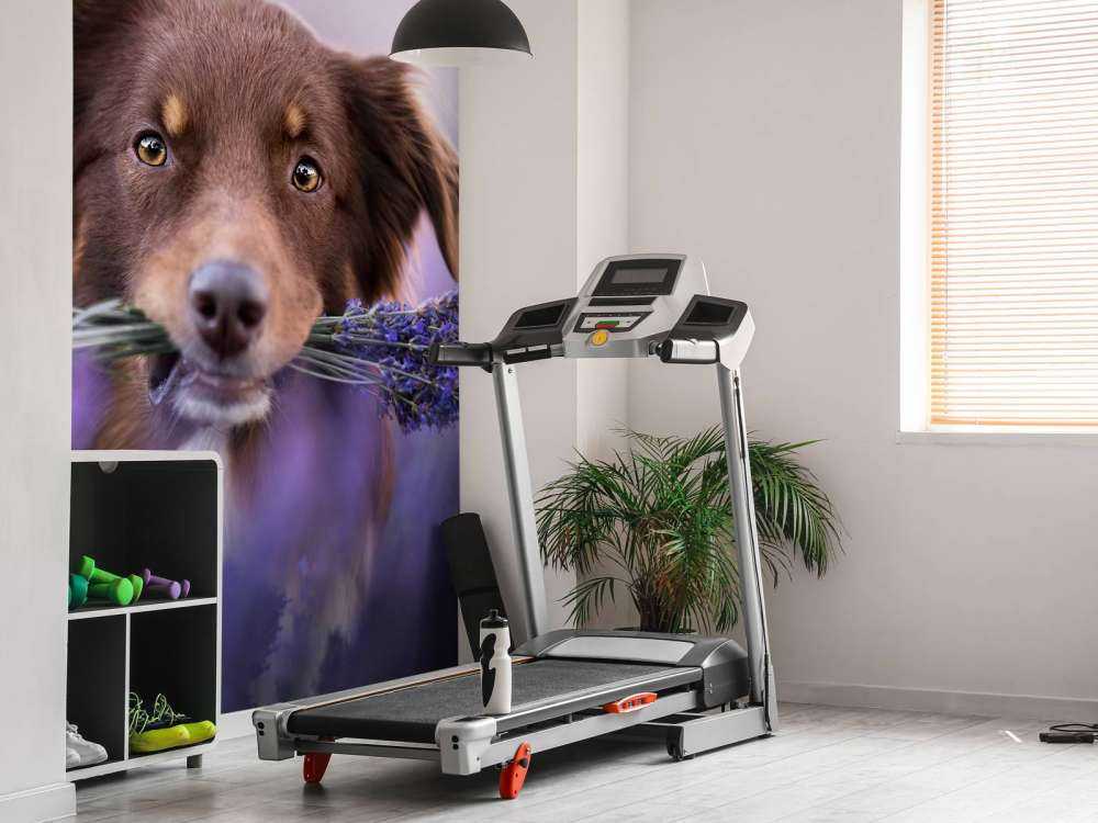 Chien à la lavande