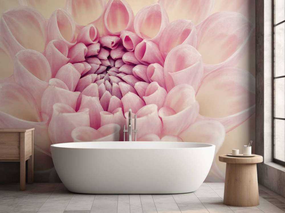 Dahlia en gros plan