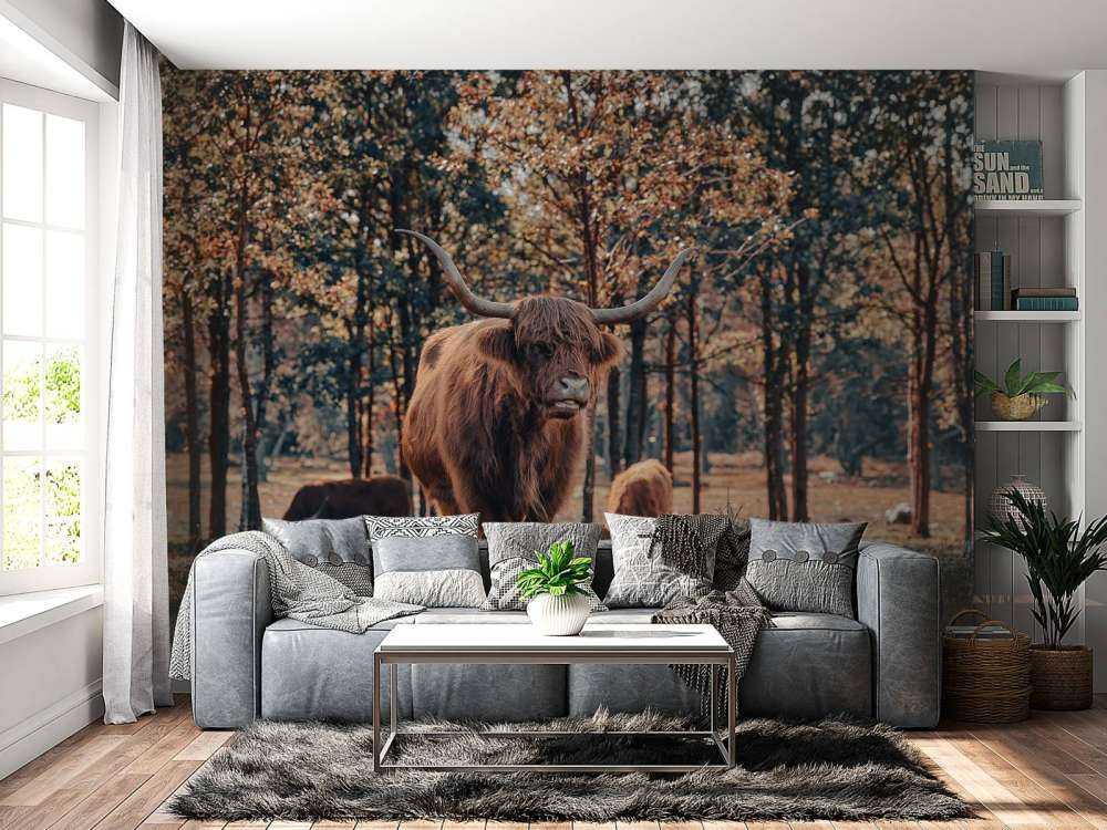 Highlander écossais à la lisière de la forêt