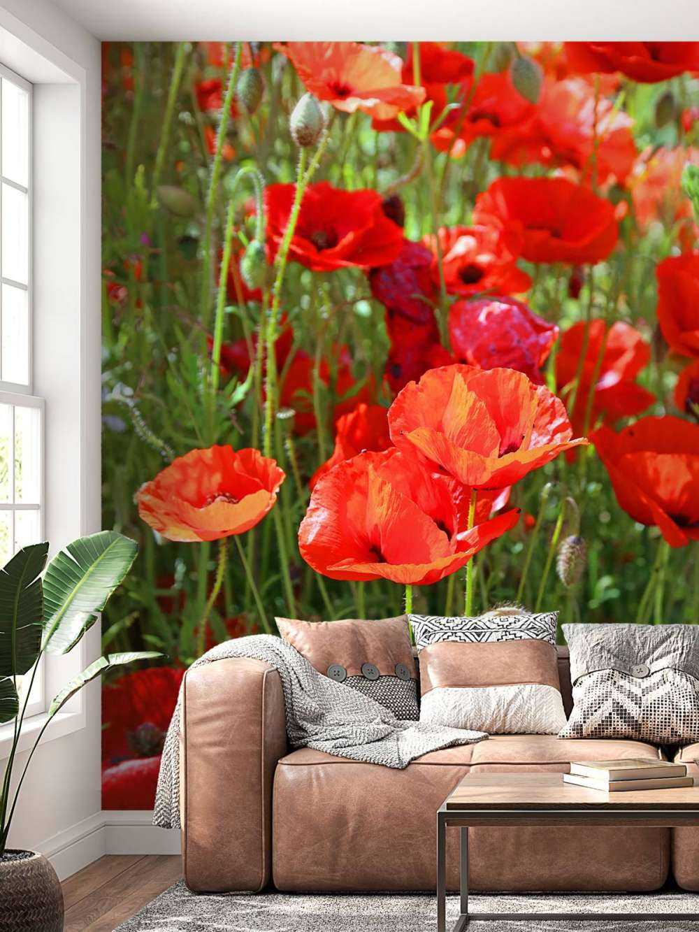 Gros plan sur des coquelicots