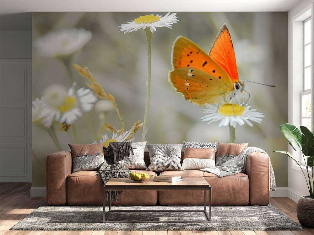 Marguerites et papillon orange