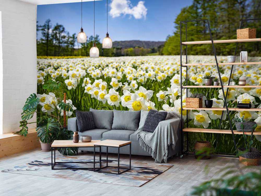 Jonquilles blanches