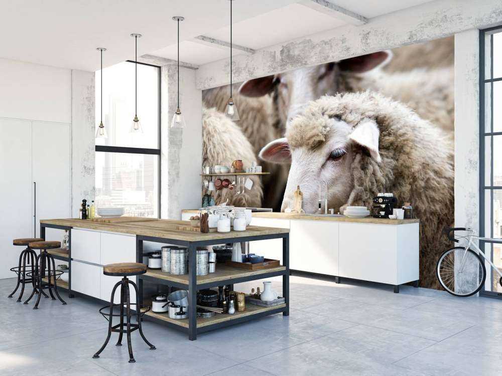 Mouton en gros plan