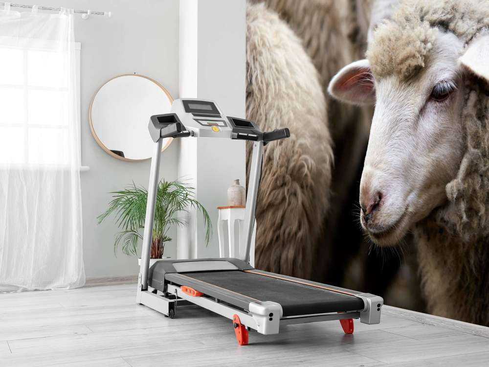 Mouton en gros plan
