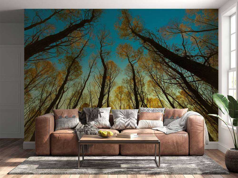 Lever de soleil entre les grands arbres