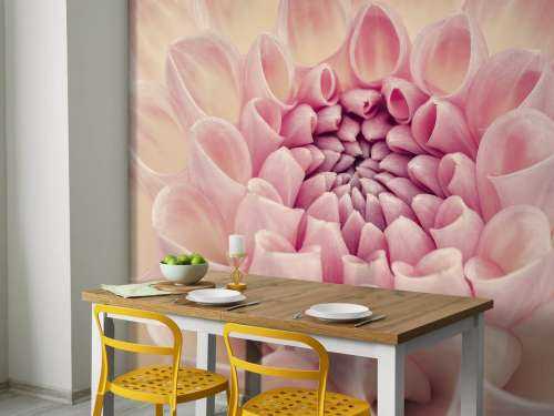 Dahlia en gros plan