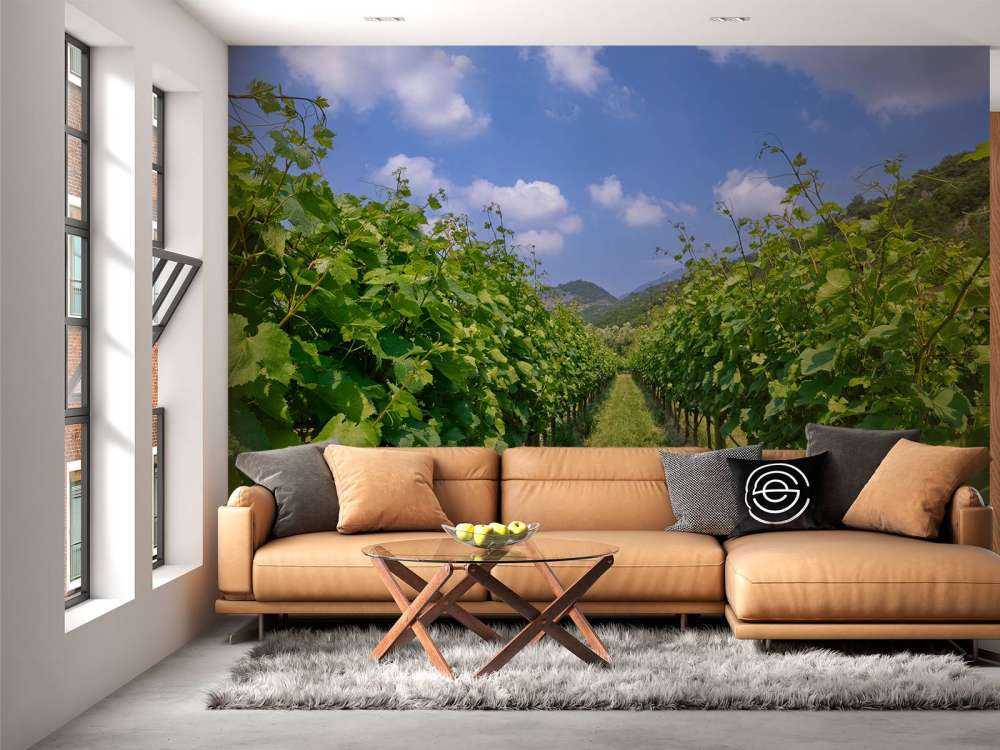Vignoble en Italie