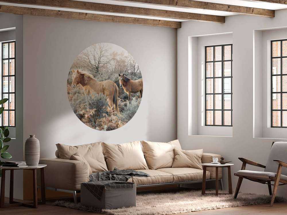 Chevaux sauvages