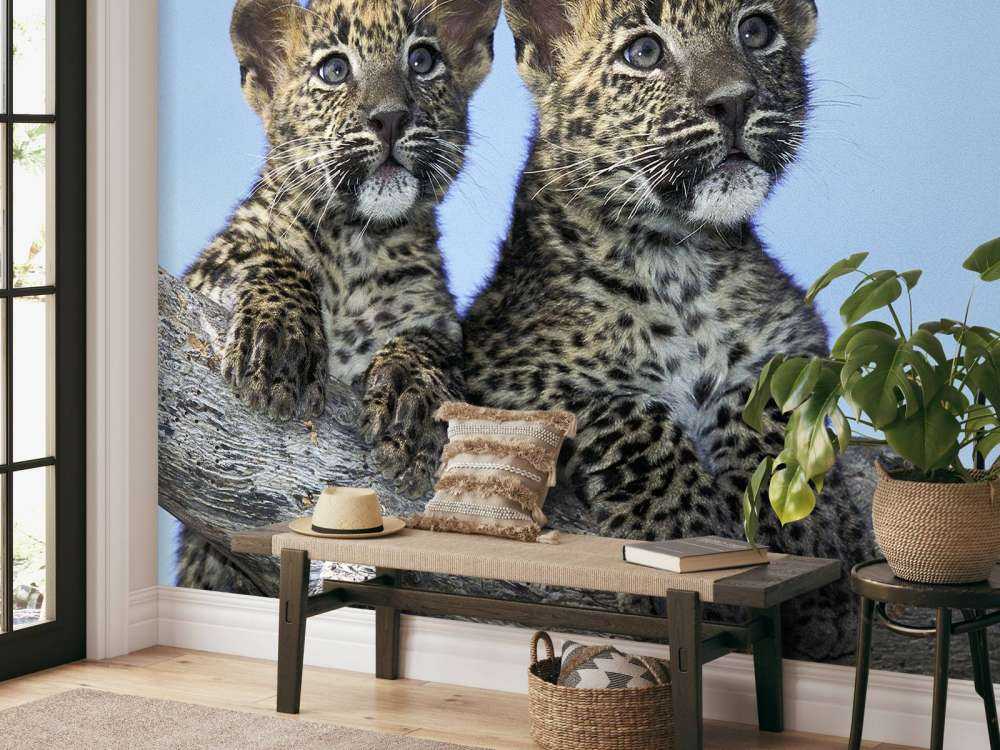 Bébés léopards
