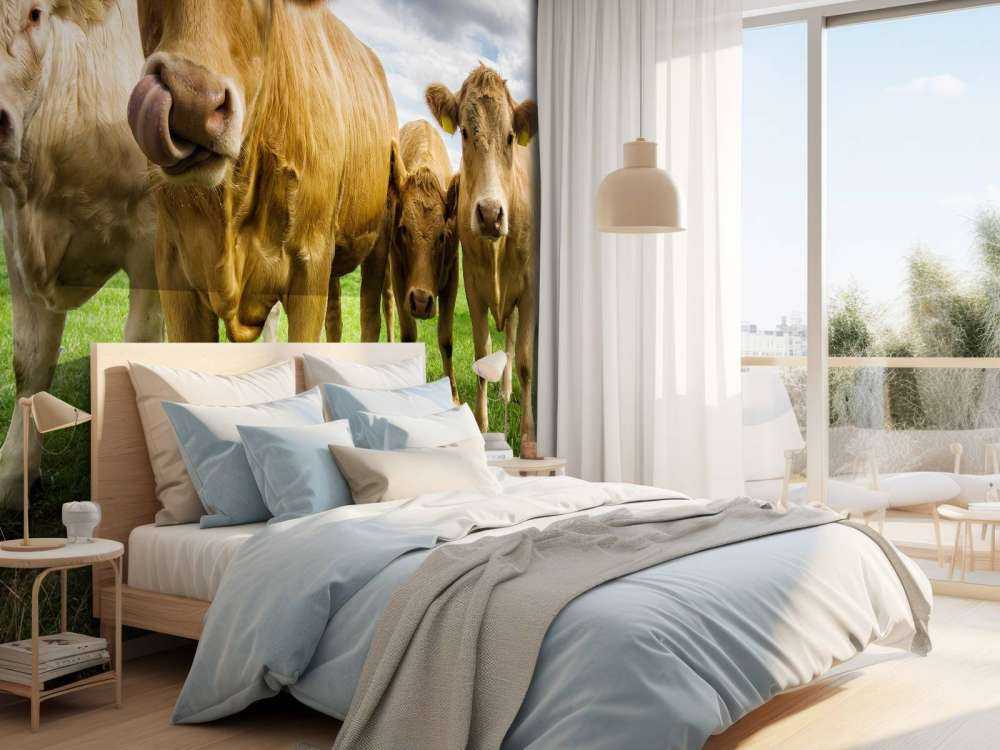 Vaches brunes