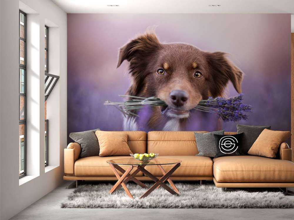 Chien à la lavande