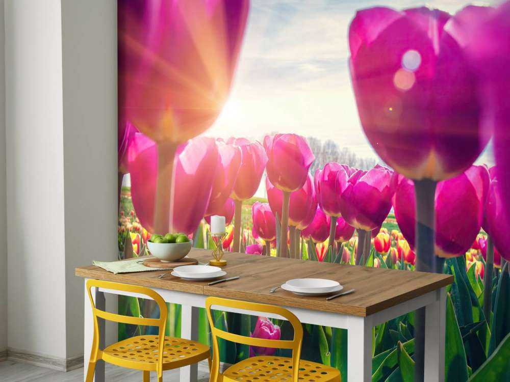 Tulipfield rose