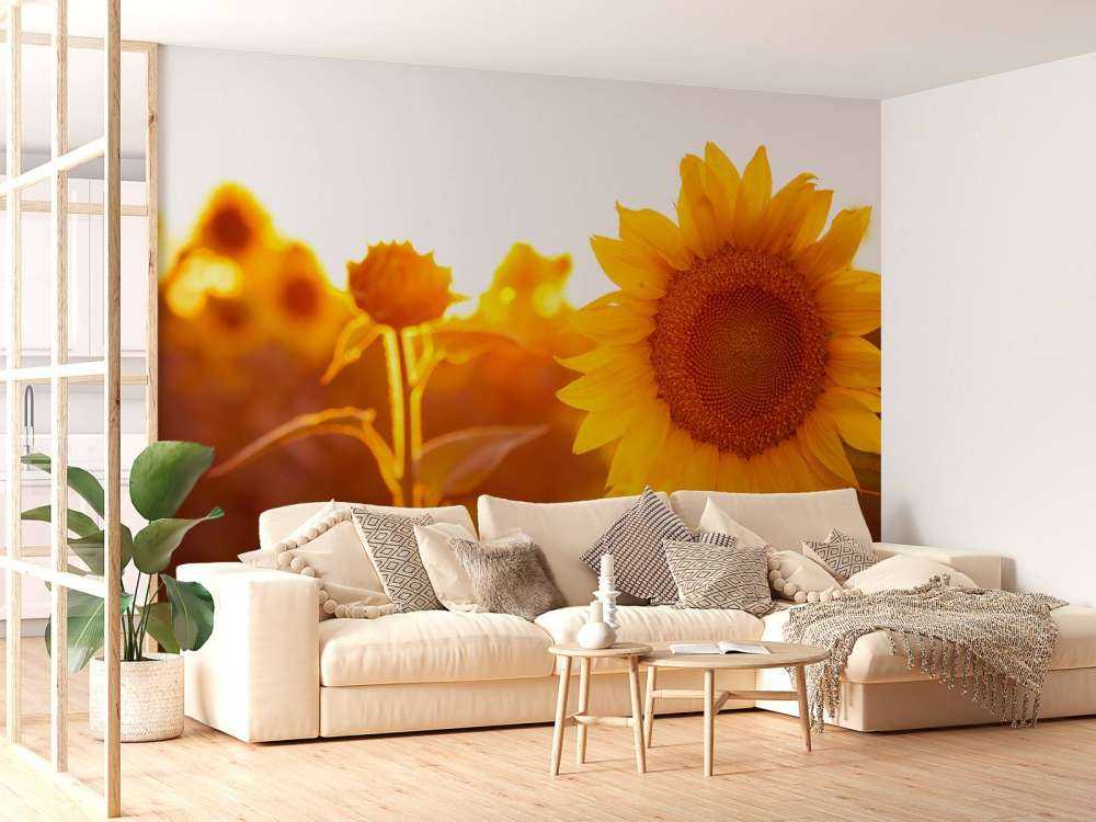 Champ de tournesol chaud