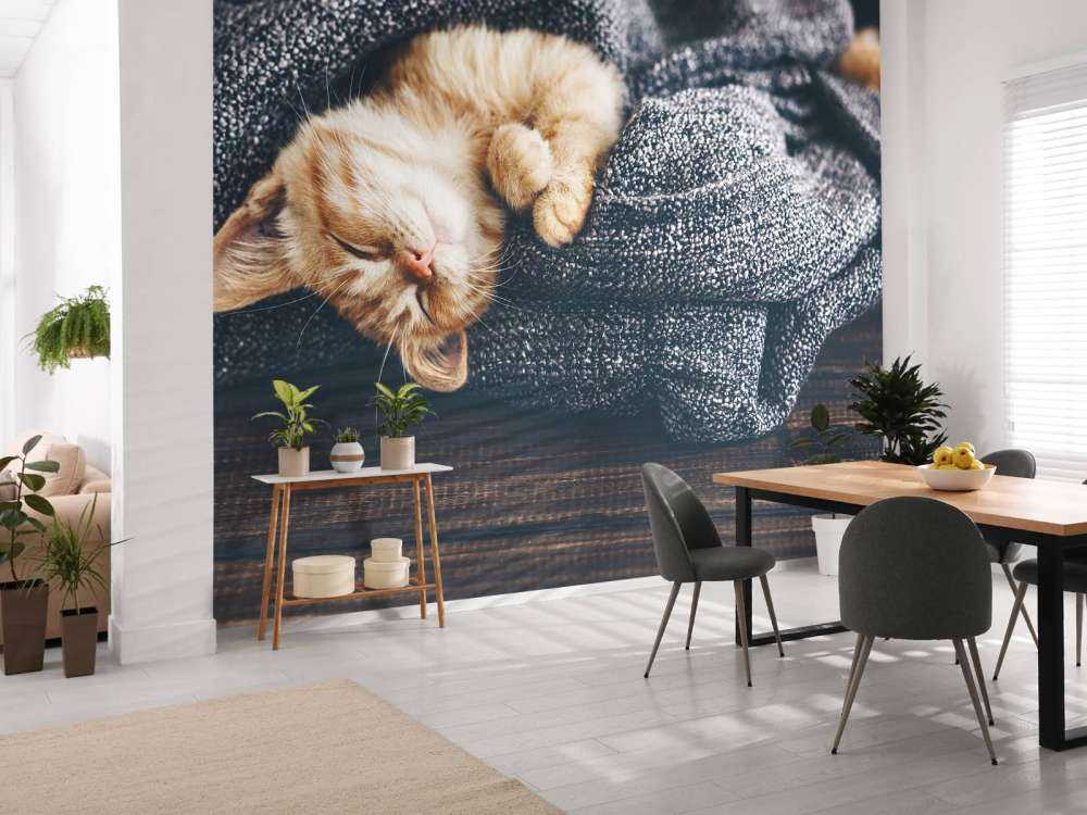 Le chat qui dort