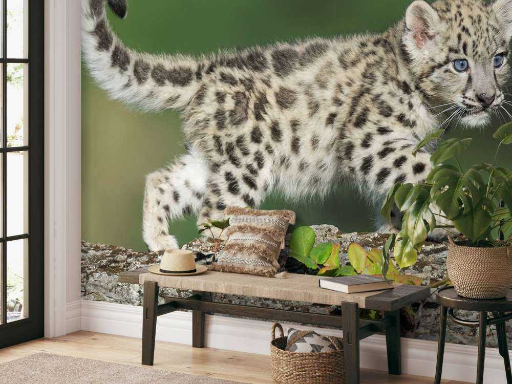 Bébé léopard des neiges