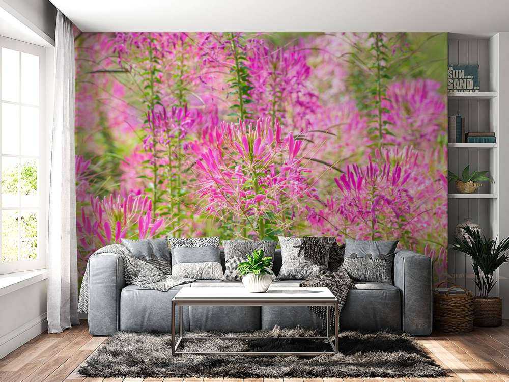 Fleurs de cléome