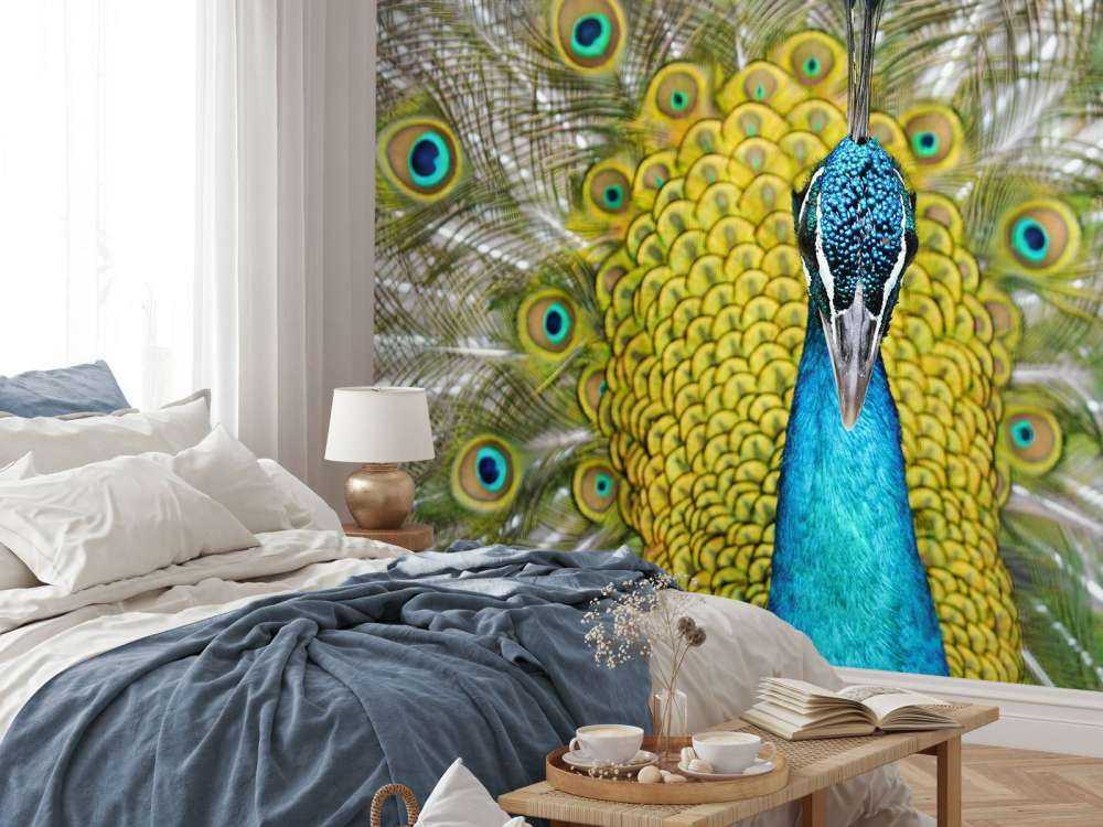 Vue de face d'un paon