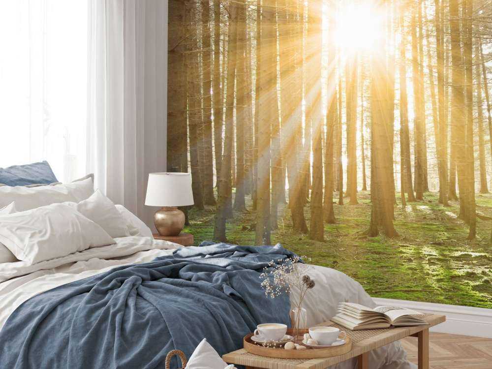 Forêt de pins ensoleillée