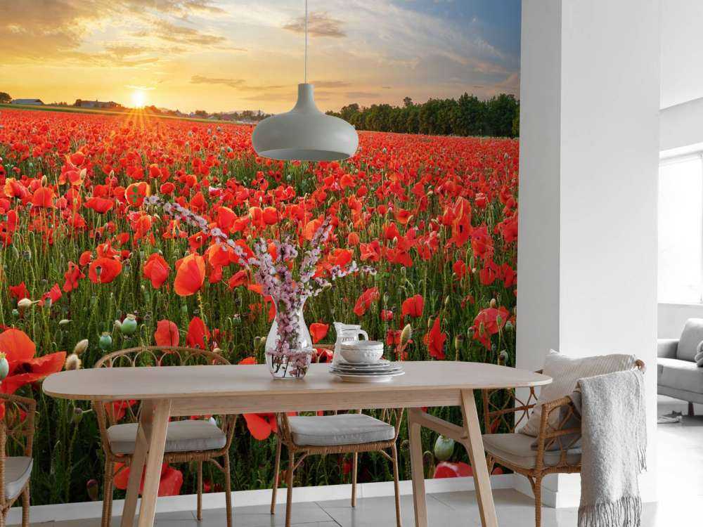 Coucher de soleil avec des coquelicots