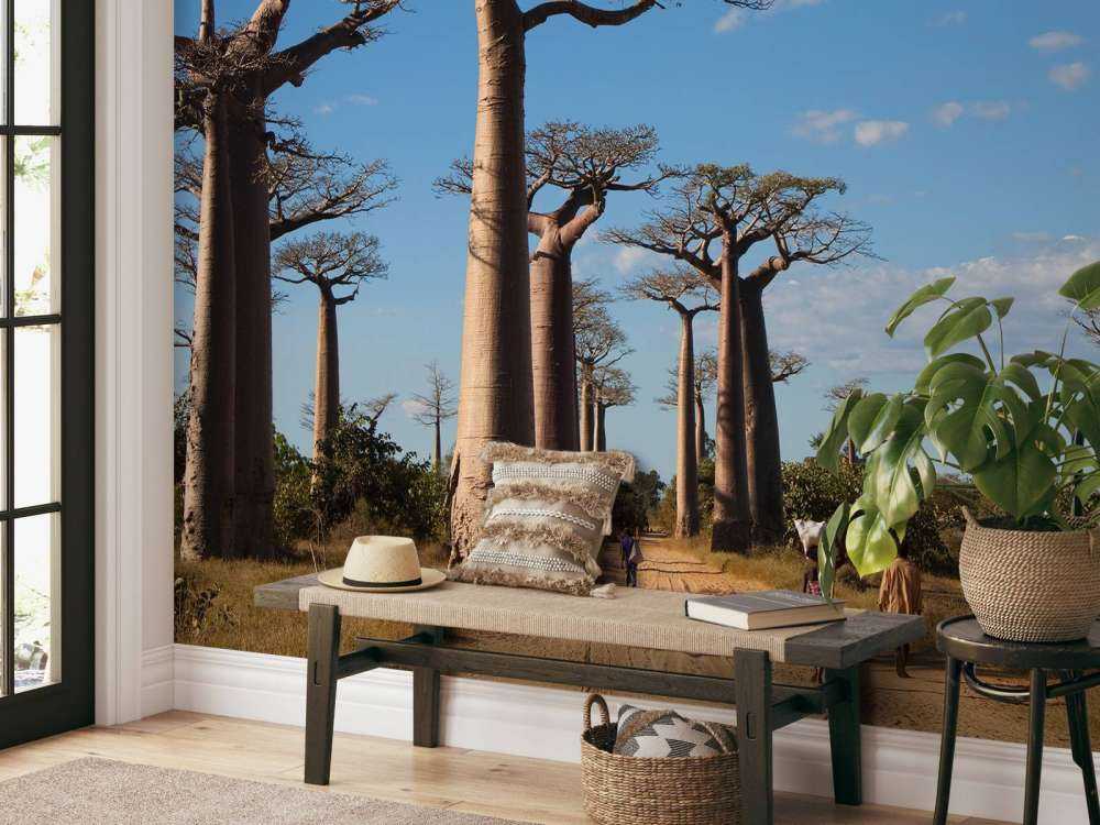 Baobabs