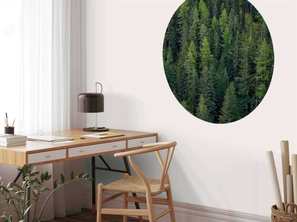 Forêt d'épicéas verts