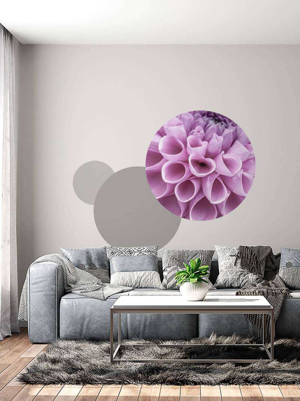 Dahlia mauve