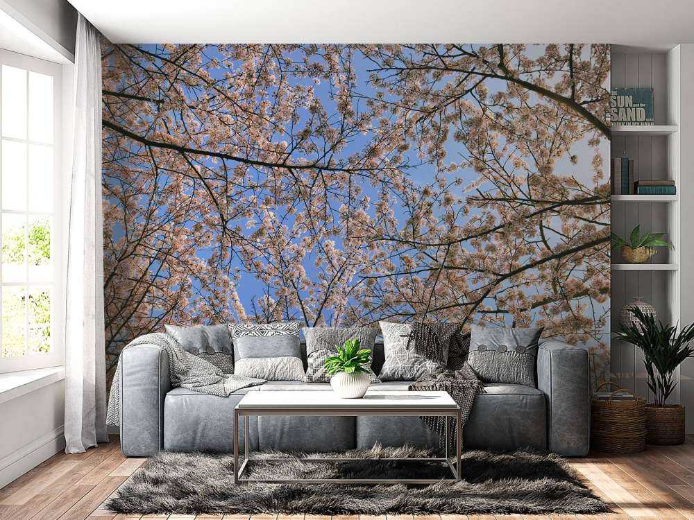 Des branches fleuries en pleine floraison