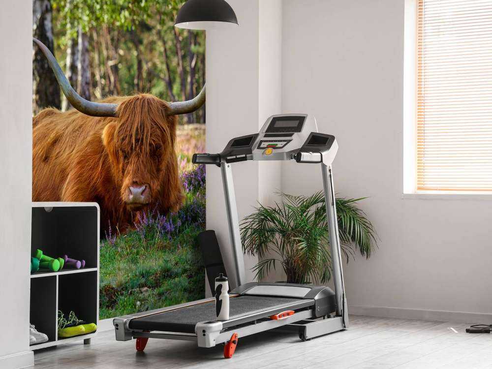 Le repos du Highland écossais