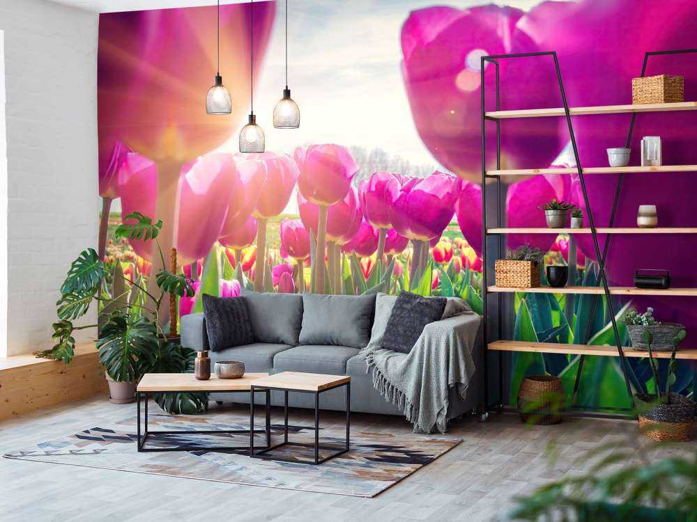 Tulipfield rose
