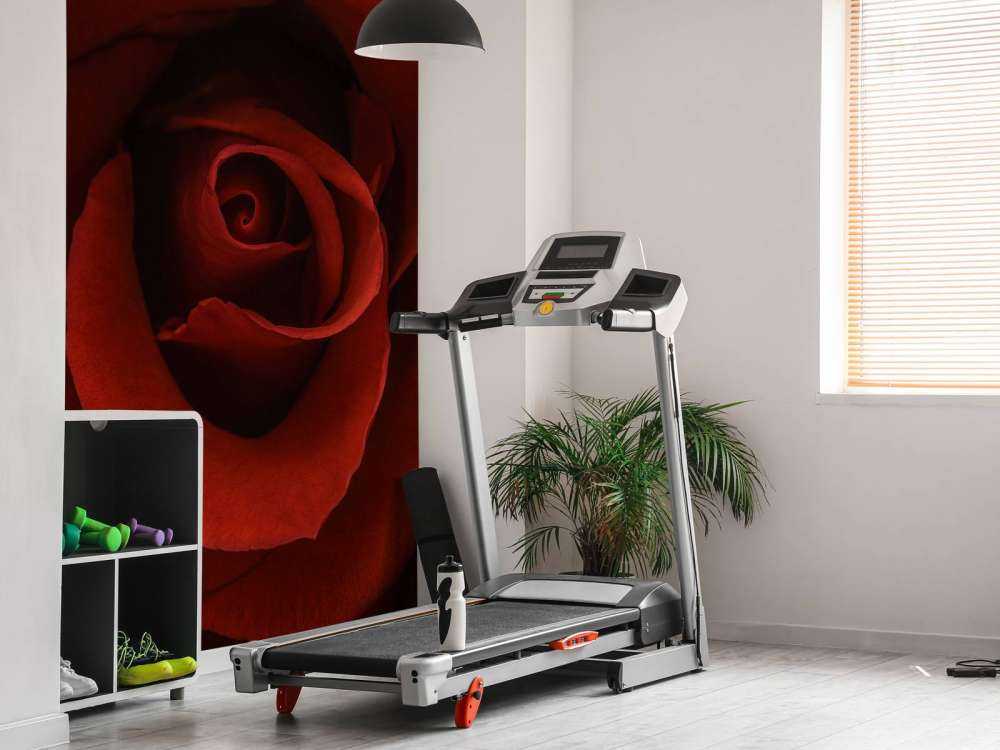 Gros plan sur la rose rouge