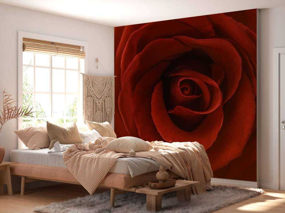 Gros plan sur la rose rouge