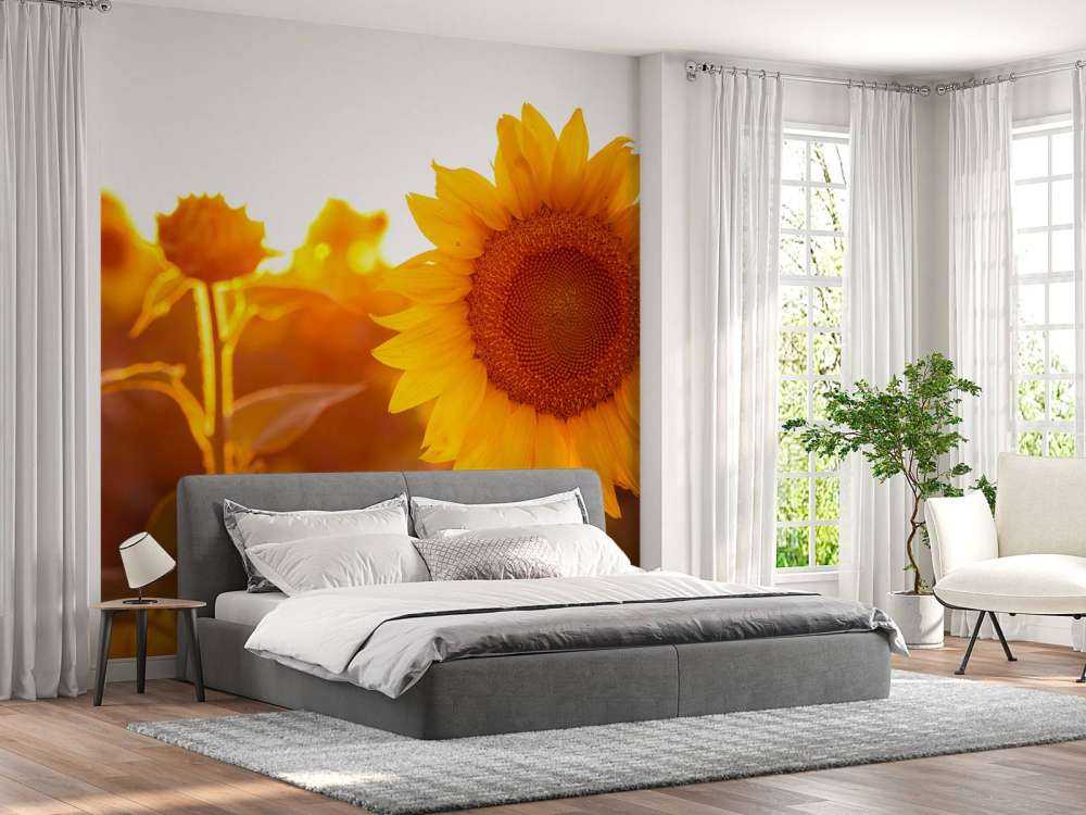 Champ de tournesol chaud